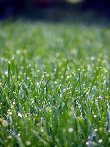 Lawn_grass